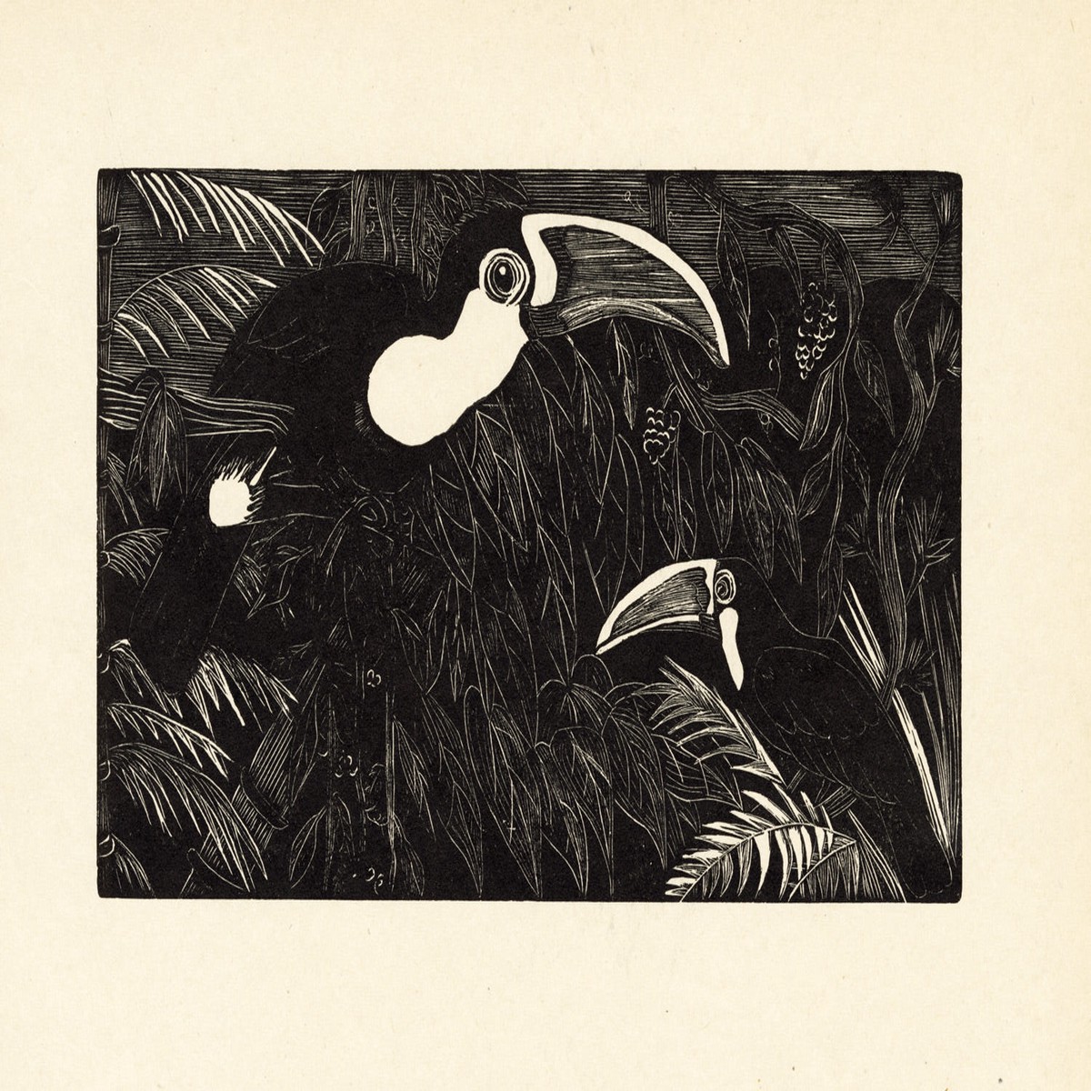 Toucans