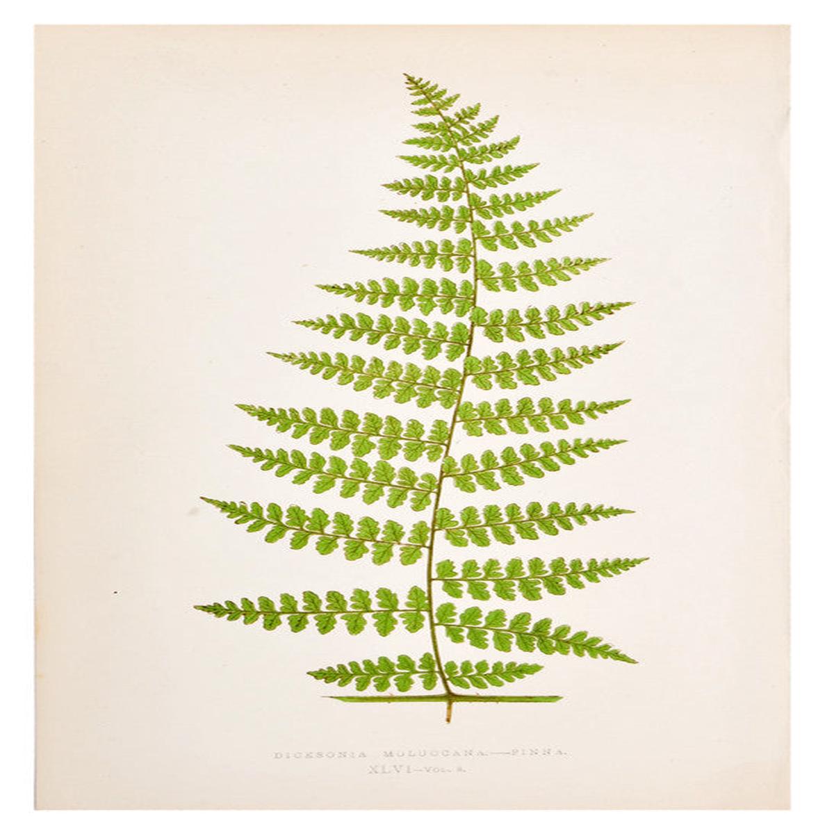 Dicksonia Moluccana Fern Print C 1872 Origina