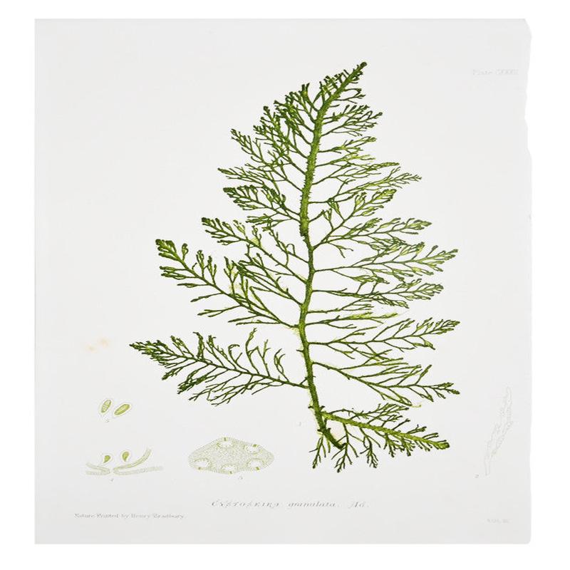 Cystoseira Granulata Seaweed Print, c. 1872