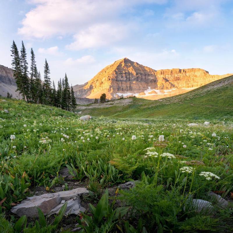 Timpanogos Meadow