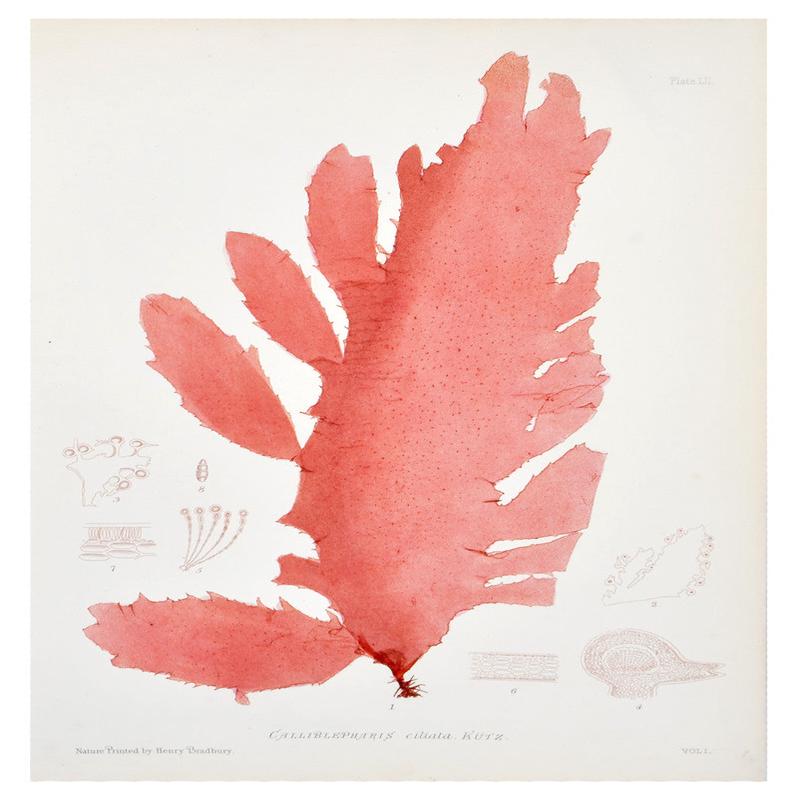 Calliblepharis Ciliata Seaweed Print, c. 1872