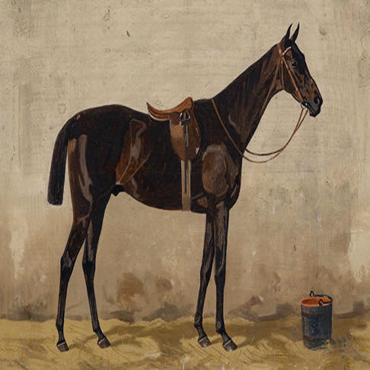 Dark Brown Horse in Stable Art Print, 16x12 Matted