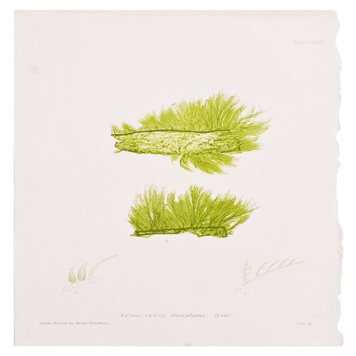 Ectocarpus Fasiculatas Seaweed Print, c. 1872