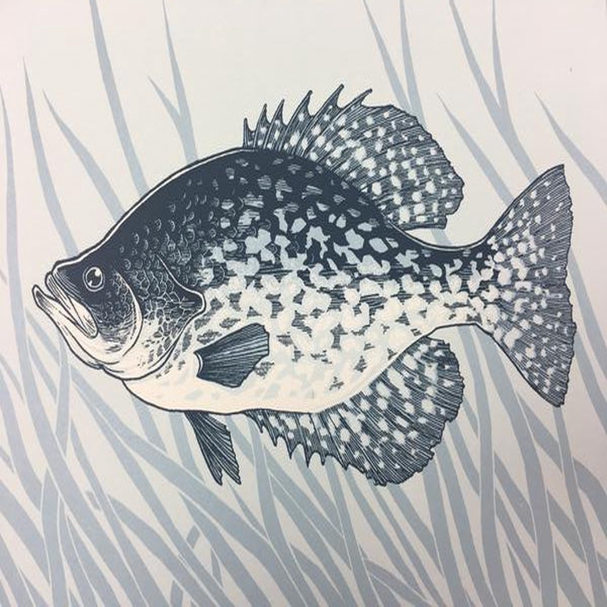 Black Crappie (Pomoxis nigromaculatus) - 2015 Justin Santora Poster Art Print