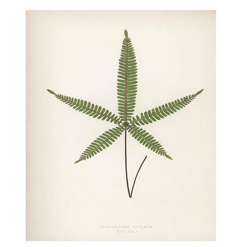 Cheilanthes Radiata Fern Print, c. 1872